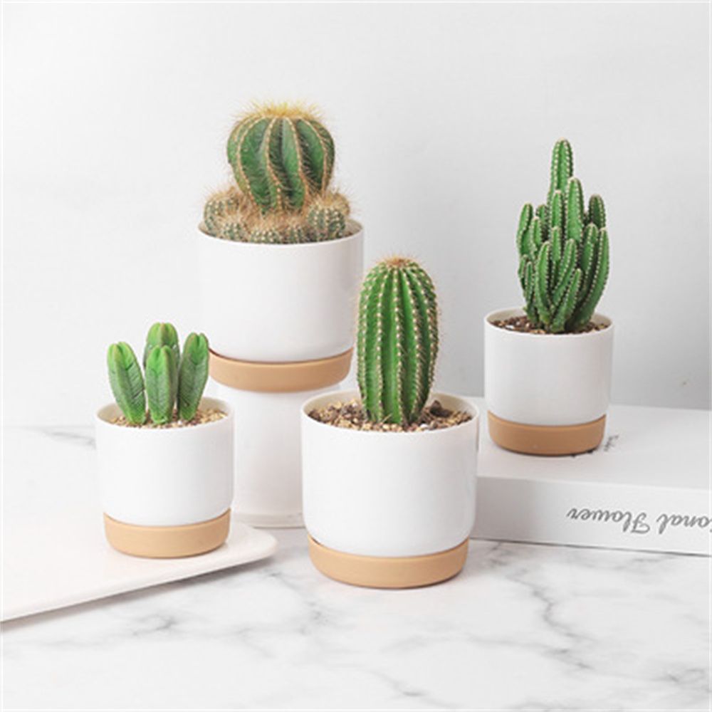 Round Cactus Succulent Plants  - Echeveria Succulent recension och pris