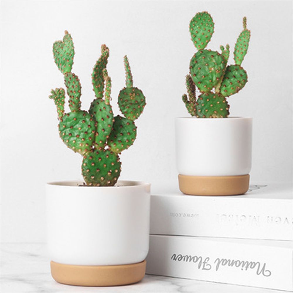 Round Cactus Succulent Plants  - Echeveria Succulent recension och pris