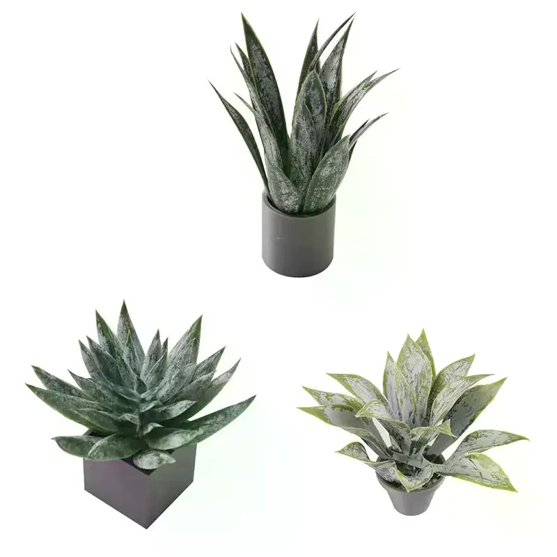 Miniature Aloe Vera Potted Pla - Aloe Vera Pot recension och pris