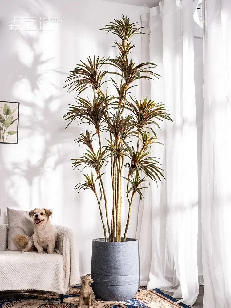 Simulation Dracaena Dracaena M - Dracaena Marginata recension och pris