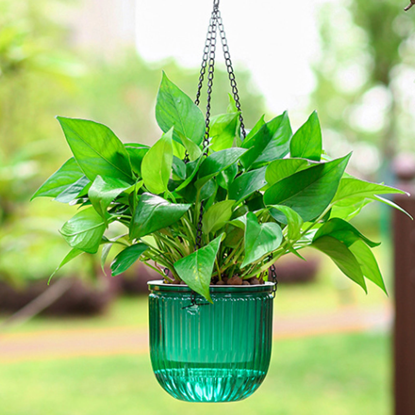 Automatic Self Watering Plant  - Spider Plant Hanging recension och pris