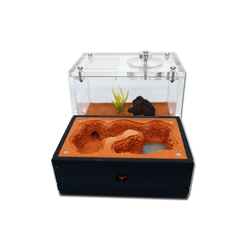 Yellow Soil Ant Farm with Exte - Begonia Rex recension och pris