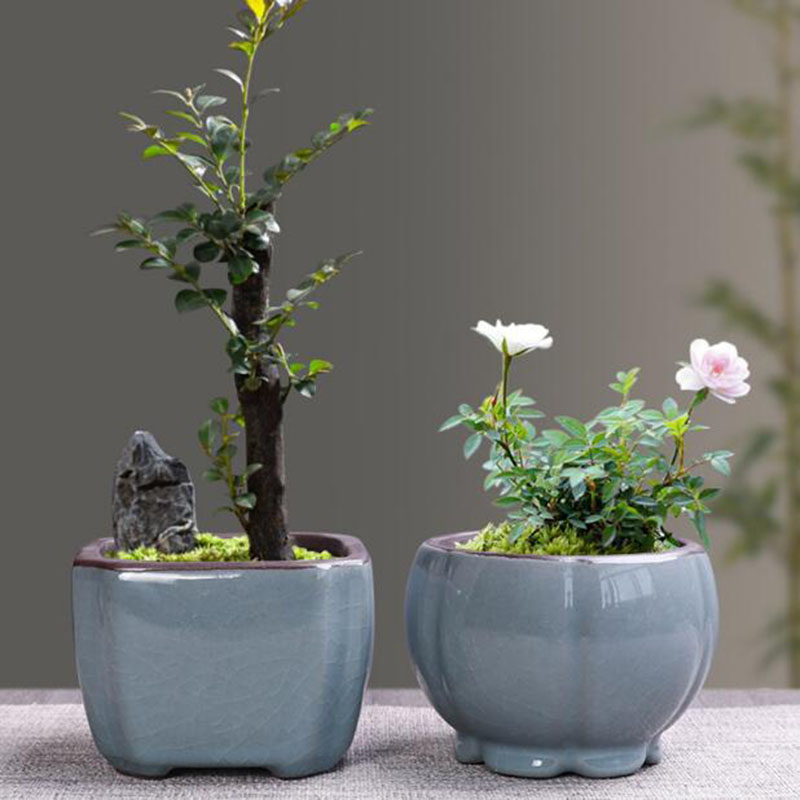 Retro Ceramic Flower Pot Aspar - Echeveria Succulent recension och pris