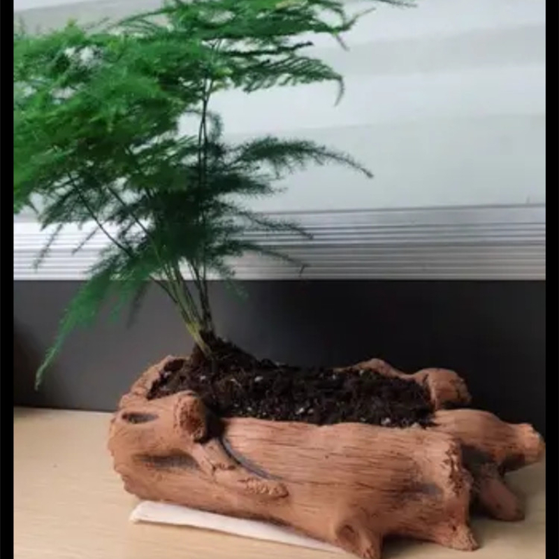 Imitation Wooden Stakes Tree R - Echeveria Succulent recension och pris