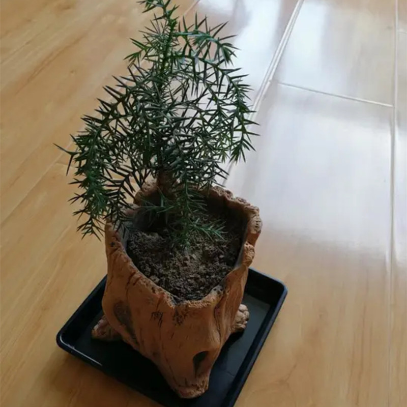 Imitation Wooden Stakes Tree R - Echeveria Succulent recension och pris