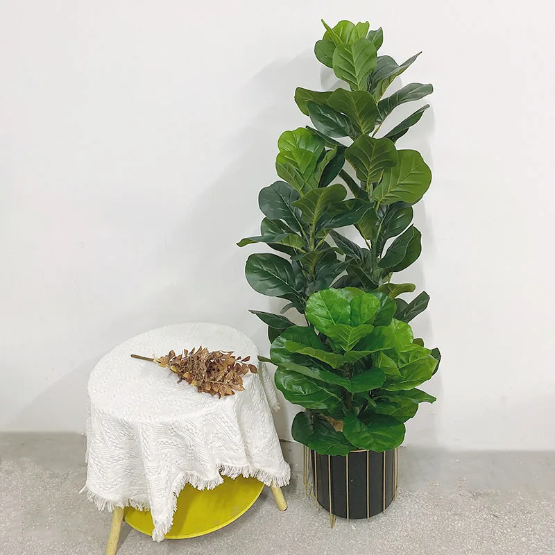 35-150cm Tropical Tree Large F - Ficus Lyrata Tree recension och pris