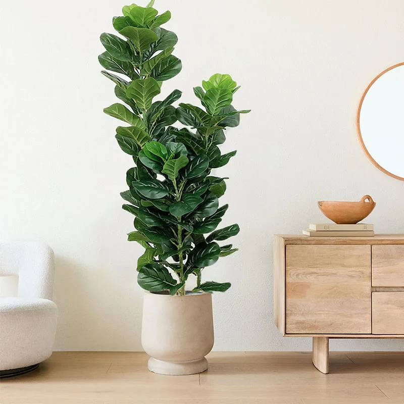 35-150cm Tropical Tree Large F - Ficus Lyrata Tree recension och pris