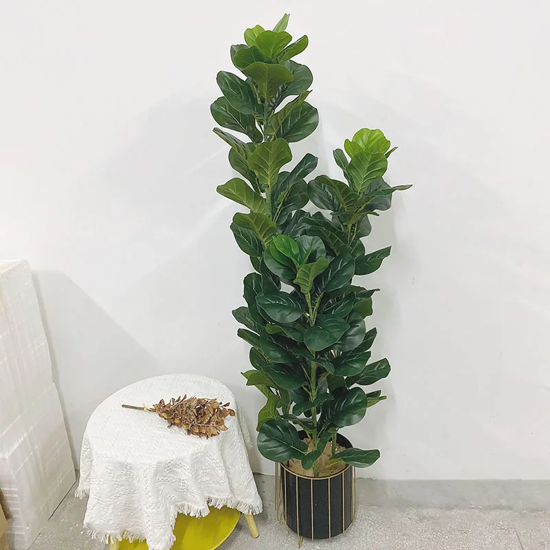 35-150cm Tropical Tree Large F - Ficus Lyrata Tree recension och pris