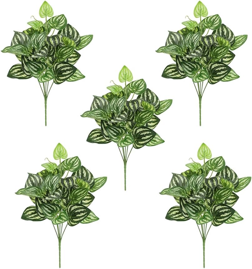 5Pcs Watermelon Peperomia Arti - Peperomia Watermelon recension och pris
