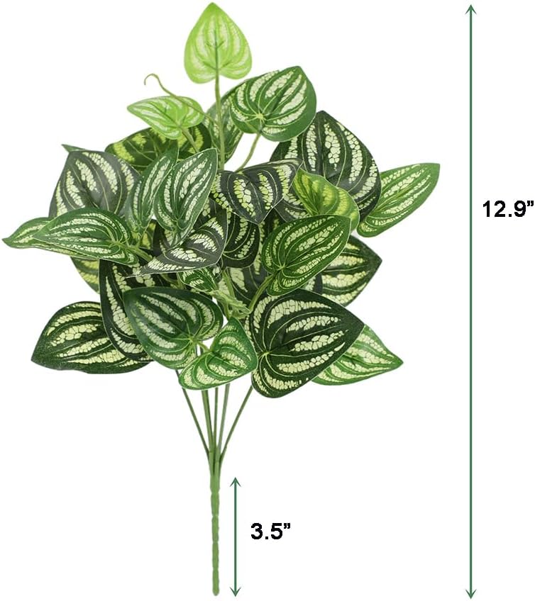 5Pcs Watermelon Peperomia Arti - Peperomia Watermelon recension och pris