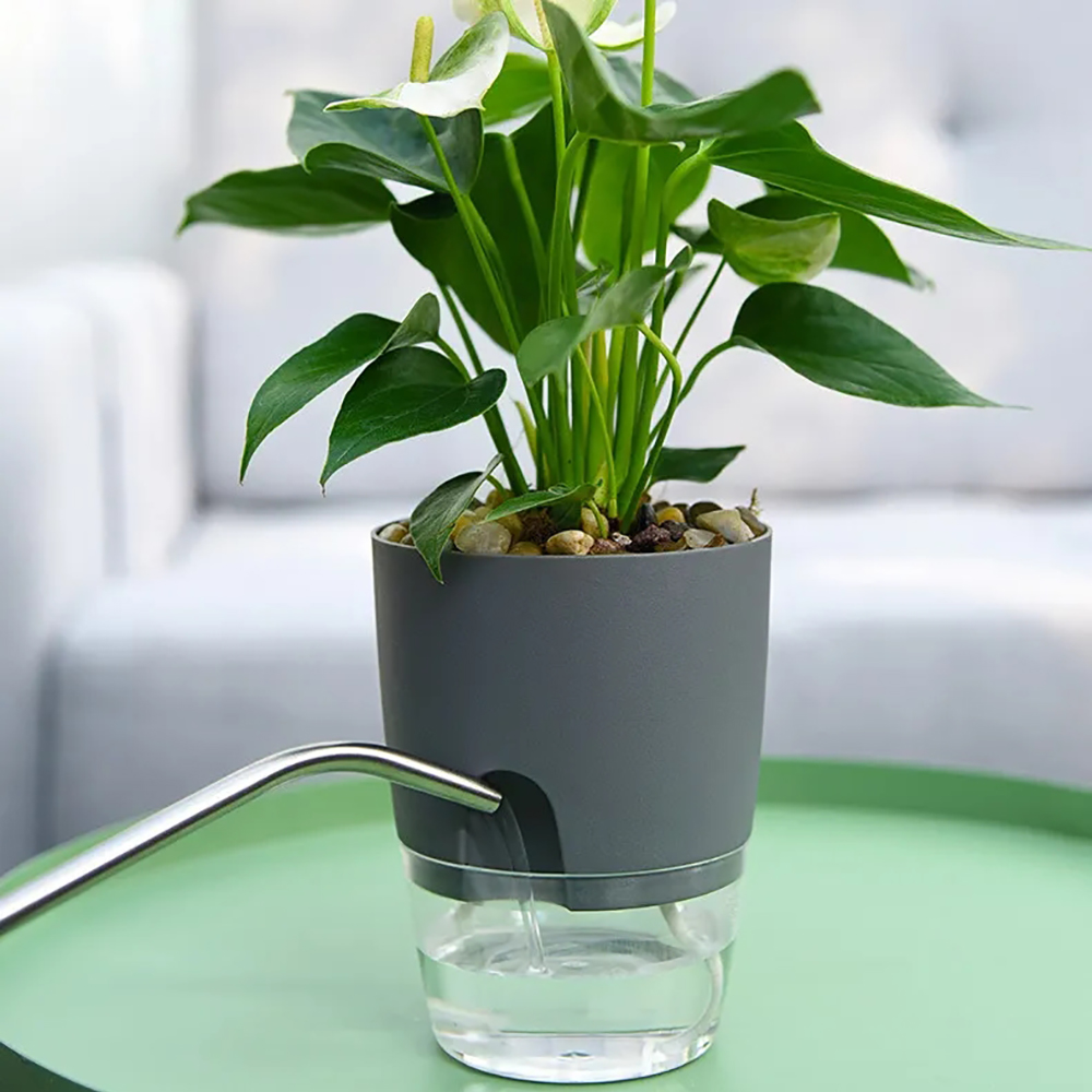 Transparent Double Layer Plast - Aloe Vera Pot recension och pris