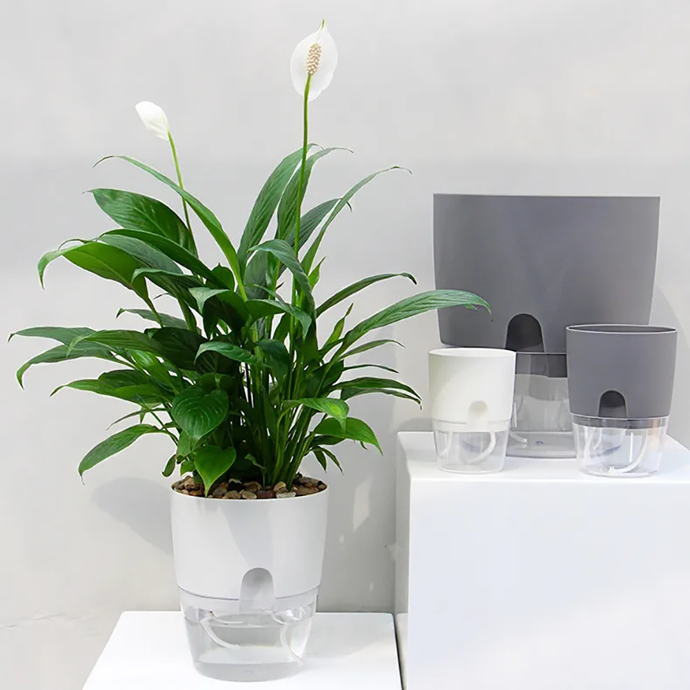Transparent Double Layer Plast - Aloe Vera Pot recension och pris